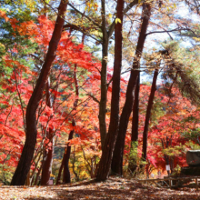 長瀞紅葉 月の石もみじ公園