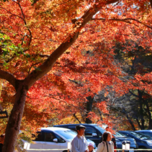 長瀞紅葉 月の石もみじ公園