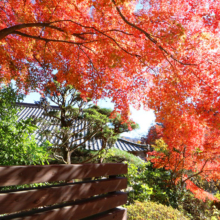 長瀞紅葉 寶登山神社の画像