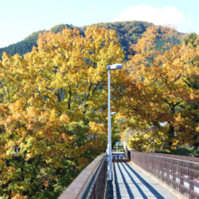 長瀞紅葉 金石水管橋の画像