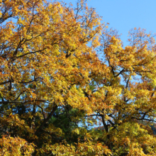 長瀞紅葉 金石水管橋の画像