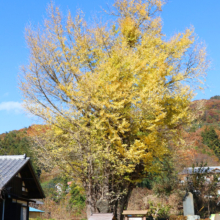 国神の大銀杏の画像