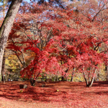 長瀞紅葉 月の石もみじ公園