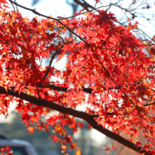 長瀞紅葉 月の石もみじ公園