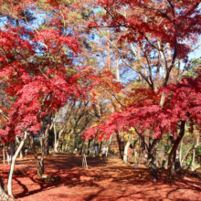 長瀞紅葉 月の石もみじ公園