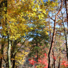 長瀞紅葉 月の石もみじ公園