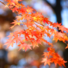 長瀞紅葉 月の石もみじ公園