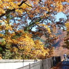 長瀞紅葉 金石水管橋の画像