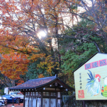 長瀞紅葉 寶登山神社の画像