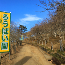 宝登山ロウバイ園