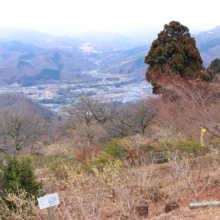 宝登山ロウバイ園