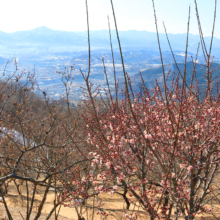 宝登山梅百花園