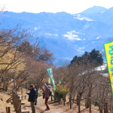 宝登山ロウバイ園