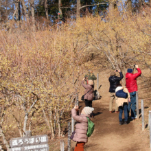 宝登山ロウバイ園