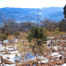 宝登山山頂四季の丘