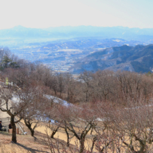 宝登山梅百花園