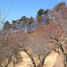 宝登山梅百花園