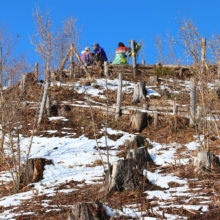 宝登山四季の丘ロウバイの画像