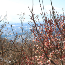 宝登山梅百花園の画像