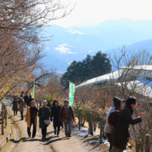 宝登山東ロウバイ園の画像