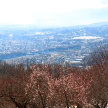 宝登山梅百花園の画像