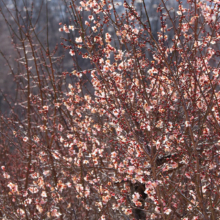 宝登山梅百花園の画像