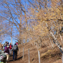 宝登山西ロウバイ園の画像