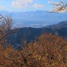 宝登山西ロウバイ園の画像