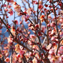 宝登山梅百花園の画像