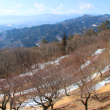 宝登山梅百花園の画像