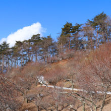 宝登山梅百花園の画像