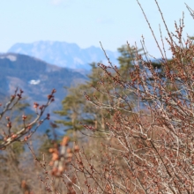 宝登山梅百花園の画像