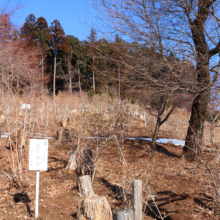 宝登山四季の丘の画像