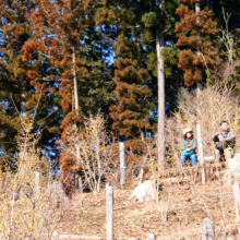 宝登山四季の丘ロウバイの画像