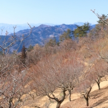 宝登山梅百花園の画像