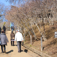 宝登山東ロウバイ園の画像