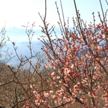 宝登山梅百花園の画像