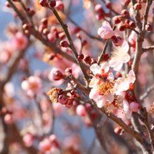 宝登山梅百花園の画像