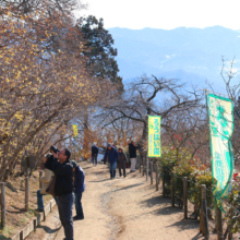 宝登山東ロウバイ園の画像