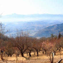 宝登山梅百花園の画像