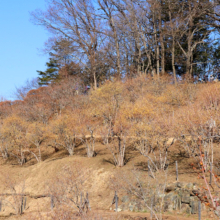 宝登山西ロウバイ園の画像