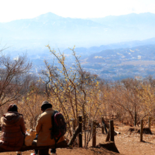 宝登山四季の丘ロウバイの画像