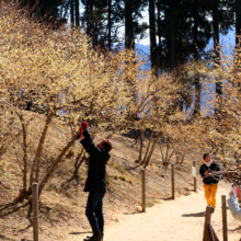 宝登山西ロウバイ園の画像