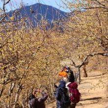 宝登山西ロウバイ園の画像