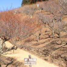 宝登山梅百花園の画像