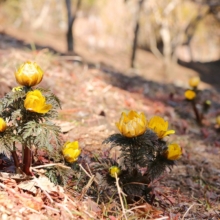 宝登山四季の丘福寿草の画像