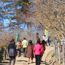 宝登山東ロウバイ園の画像