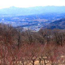 宝登山梅百花園の画像