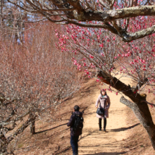 宝登山梅百花園の画像