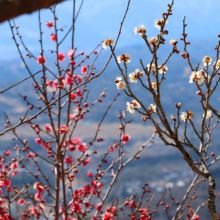 宝登山梅百花園の画像